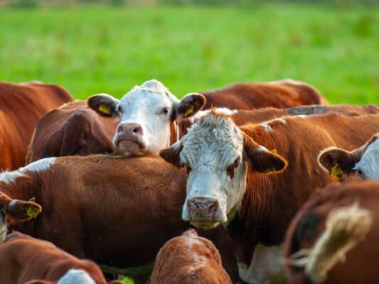 Tiere 0206008
